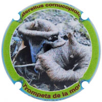 Xic d'Alfons X208591 (Trompeta de la Mort)